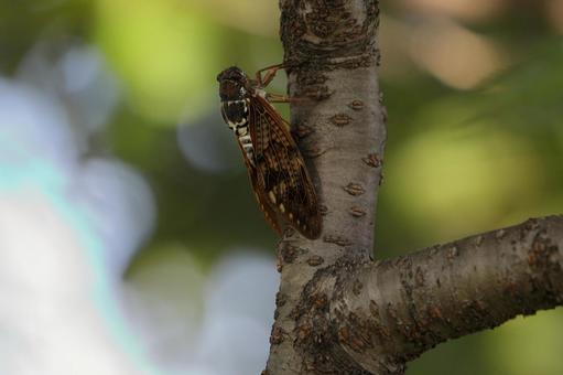 アブラゼミ アブラゼミの写真