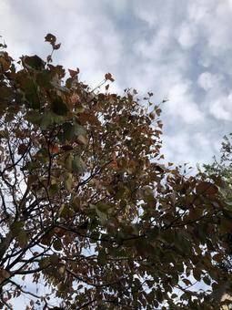 秋の空と木 秋の空と木の写真