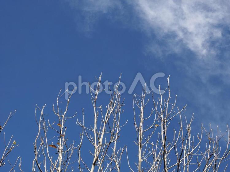 冬の風景 空,冬,快晴の写真素材