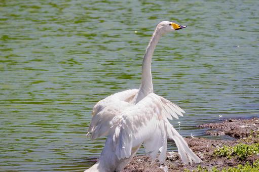 夏の白鳥⑺ 夏の白鳥⑺ 鳥,白鳥,水鳥の写真素材