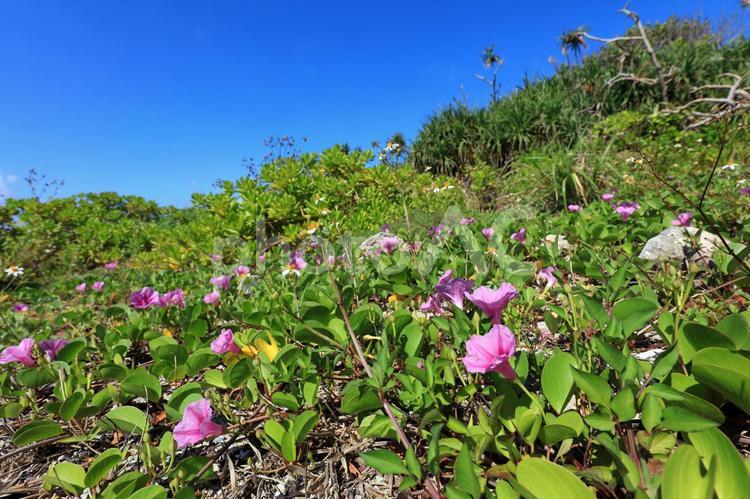 南国沖縄の紺碧の空と植物 沖縄,空,花の写真素材