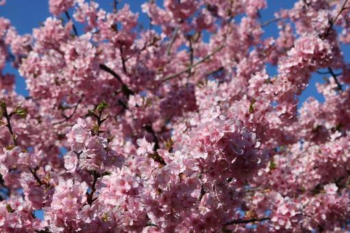 桜 桜の写真