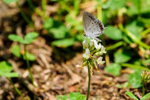 Photo, early summer, butterfly, short-tailed blue, 
