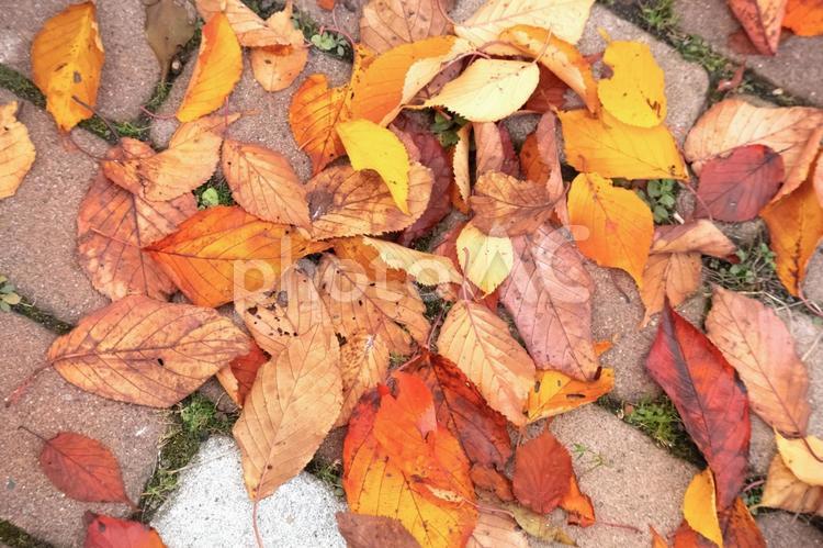 落ち葉とレンガ敷きの地面 落ち葉,秋,紅葉の写真素材