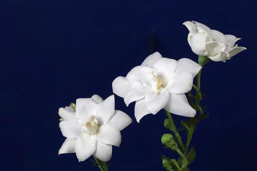 白いキキョウの花 植物,花,桔梗の写真素材