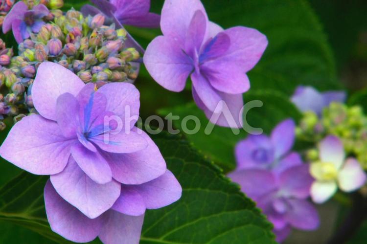 星柄のアジサイ 花,自然,植物の写真素材