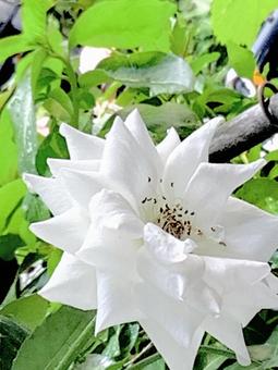 白バラ 白薔薇,バラ,美しいの写真素材