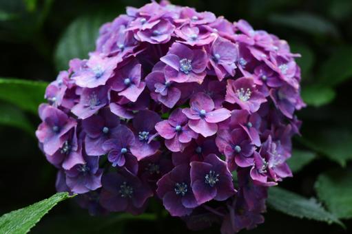 紫陽花 紫陽花の写真