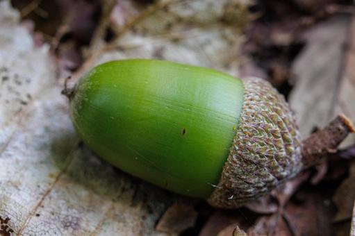 落ちてきた小さなどんぐり 落ちてきた小さなどんぐり ドングリ,自然,植物の写真素材