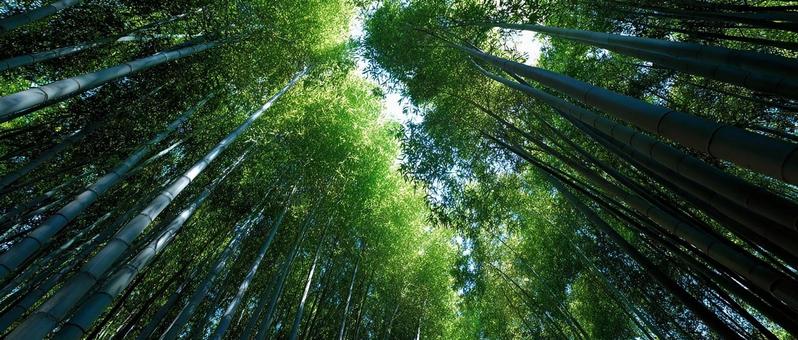 光が差し込む神秘的な竹林 光が差し込む神秘的な竹林の写真