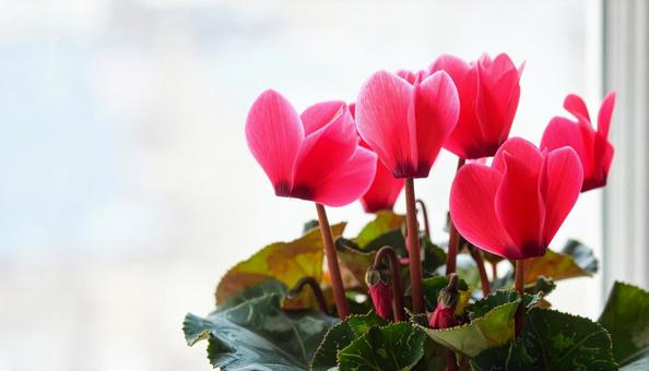 シクラメンの花 シクラメンの花の写真