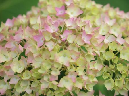 黄色とピンクの紫陽花 黄色とピンクの紫陽花の写真