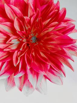 ピンクのダリア、ダリア、ダリアの花びら ダリア,１輪,花の写真素材