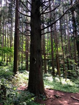 山林の景色 山林の景色の写真