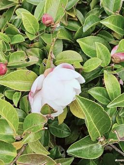 花11125  花,植物,自然の写真素材