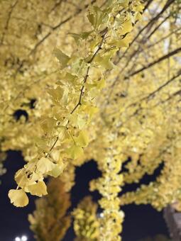 夜のイチョウ イチョウ,銀杏,黄色の写真素材