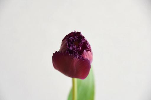 Photo, tulip, red-purple, flower, 