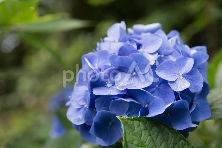 アジサイ 青 アジサイ,花,薄紫の写真素材