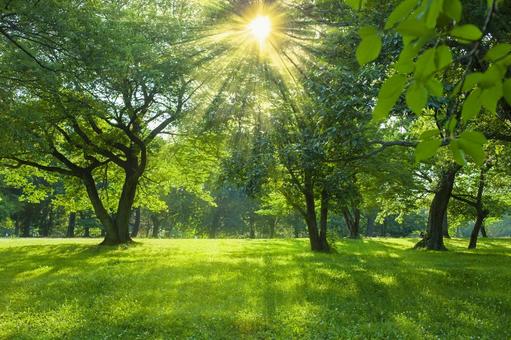 緑の森 太陽光 緑の森 太陽光 公園,木,背景の写真素材