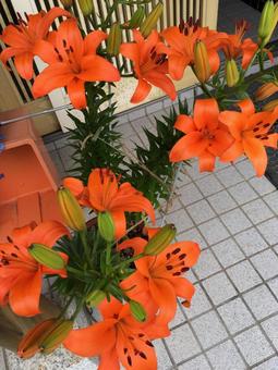 花 花の写真