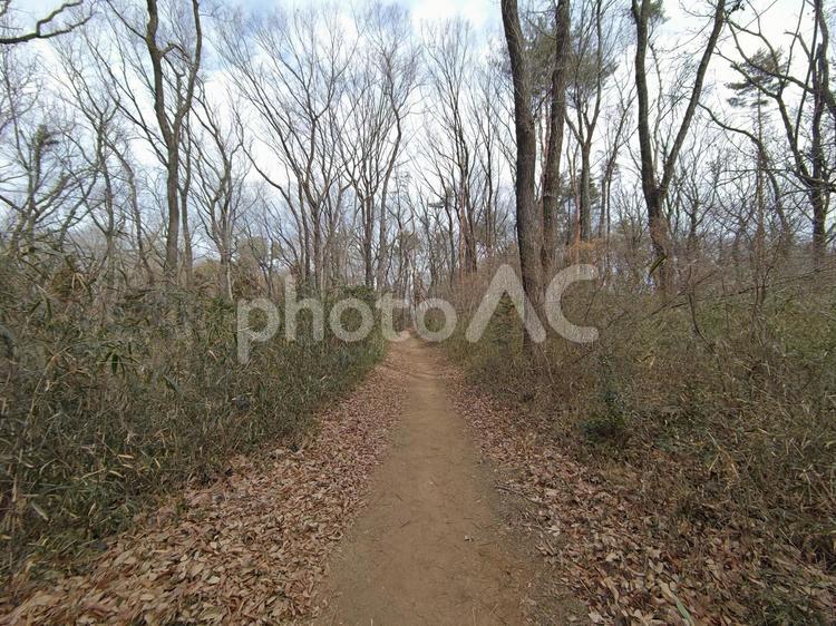 雑木林の小道 雑木林,林,小道の写真素材