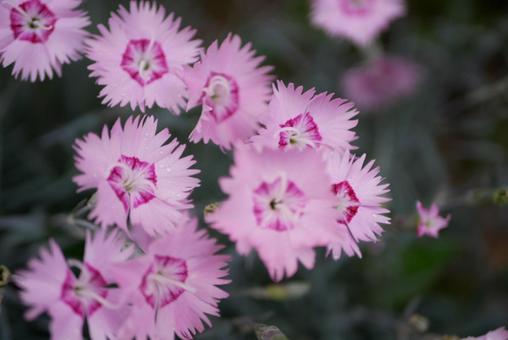 ナデシコ ナデシコの写真