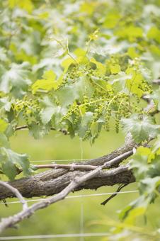 初夏に実り始めたシャインマスカット シャインマスカット,ぶどう畑,マスカットの写真素材
