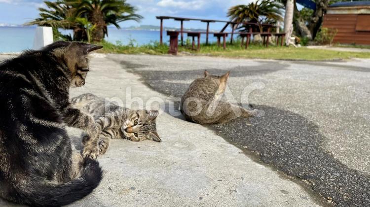 海辺でくつろぐ沖縄、離島の猫たち 猫,島猫,日向ぼっこの写真素材