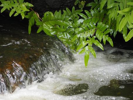 水の流れ 公園のせせらぎ② 水の流れ 公園のせせらぎ② 流れ,川,せせらぎの写真素材
