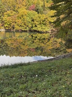 晩秋の大沢の堤の紅葉の写真