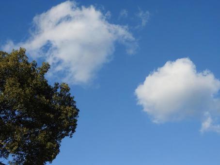 空と木 空と木の写真