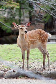 Deer, JPG