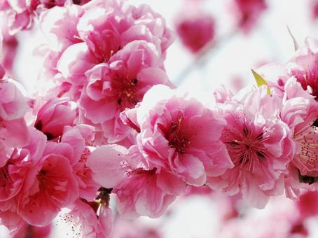 ハナモモ・花桃・Peach ハナモモ・花桃・Peach ハナモモ,風景マクロ,花木の写真素材