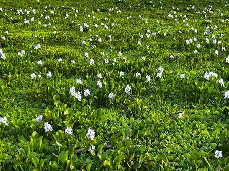 ホテイアオイ 水草 ホテイアオイ 水草の写真