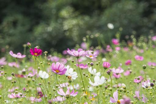 江ヶ崎のコスモス畑 江ヶ崎のコスモス畑 秋桜,つぼみ,群生の写真素材