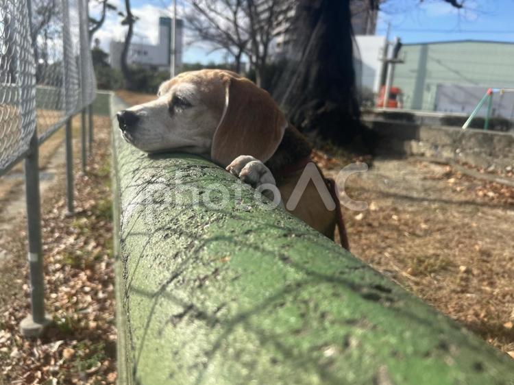 散歩中に興味津々のビーグル犬 ビーグル,犬,散歩の写真素材