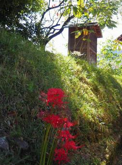 彼岸花白と赤 彼岸花白と赤の写真