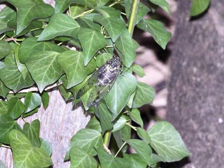 葉にとまるセミ 葉にとまるセミ 昆虫,セミ,川辺の写真素材