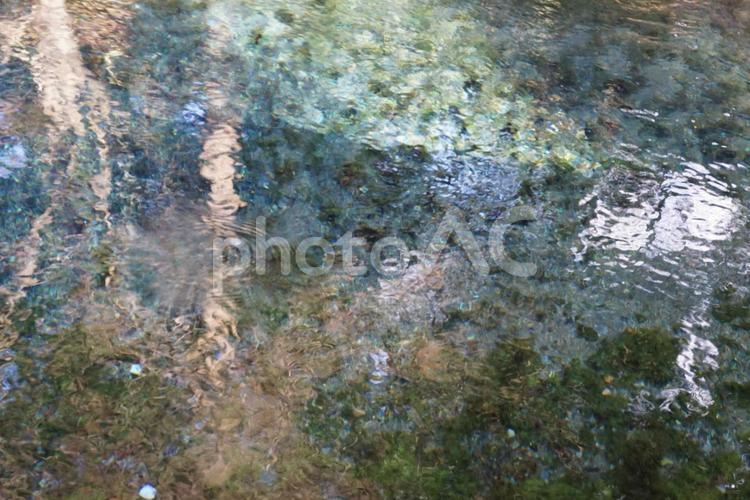 白川水源のイメージ 水源,水,白川水源の写真素材
