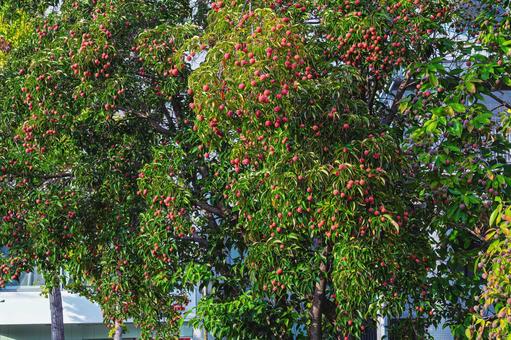 やまぼうしの赤い実 山法師,赤い実,ミズキの写真素材