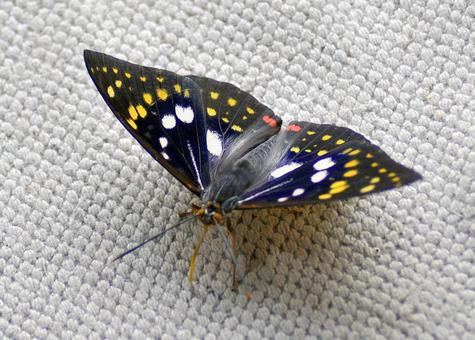 Photo, summer, butterfly, country butterfly, 