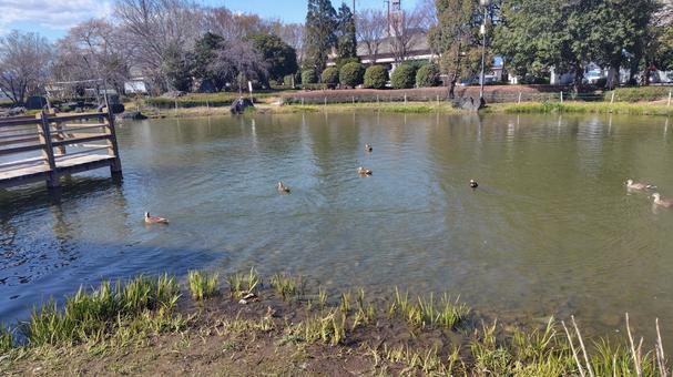 公園の池の鴨#02 公園の池の鴨#02の写真