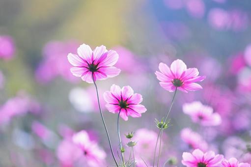 満開の美しいコスモスの花 満開の美しいコスモスの花の写真