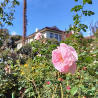 秋バラと洋館 秋バラ,洋館,秋空の写真素材
