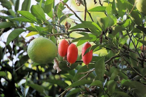 カラスウリの写真