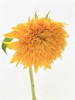 八重咲きのひまわり 八重咲きのひまわり 花,植物,ひまわりの写真素材
