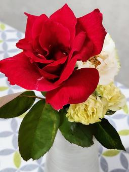 Photo, red and white, white roses, red rose, 