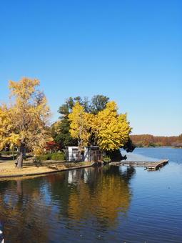 秋の水元公園・イチョウの紅葉＆池・葛飾区 秋,水元公園,紅葉の写真素材
