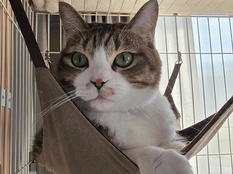 ハンモックの中の猫 猫,ネコ,ペットの写真素材