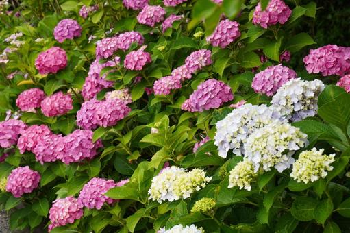 紫陽花 紫陽花 紫陽花,アジサイ,あじさいの写真素材